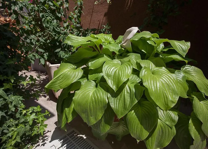 Damir 3* מאקרסקה